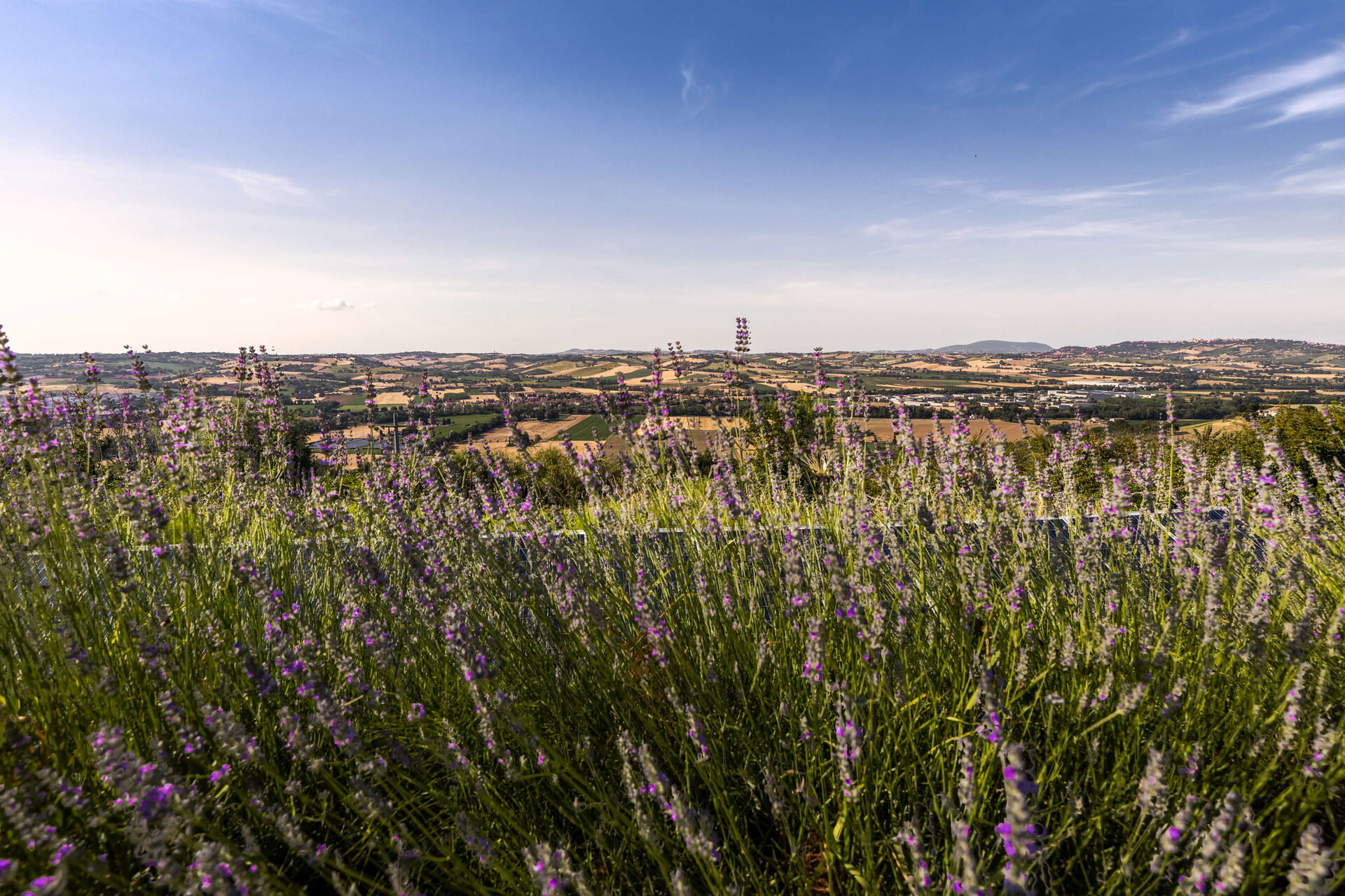 Campo di lavanda con panorama